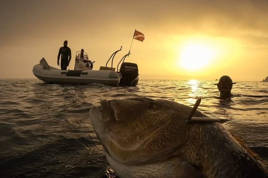 The spearfisherman shot the prey, which came to the surface